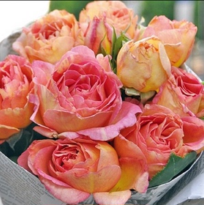 欧洲月季 巴黎女士 巴黎少女 大花月季苗 切花月季 复色 勤花