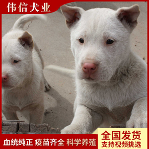下司犬虎头