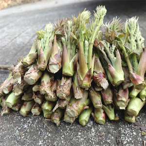 新鲜刺嫩芽 野生刺老芽500克贵州山野菜之王东北刺老鸦刺龙芽香椿