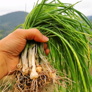 野菜小野蒜新鲜贵州薤白野生小根蒜野葱特香葱小葱食用农产品包邮