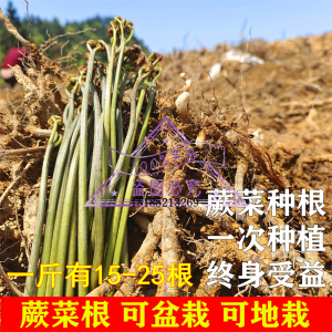新鲜蕨菜种根 撅菜苔 山野菜种子 山阙菜厥菜根 蕨菜根蔬菜种盆栽