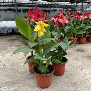 美人蕉种球四季易养花卉盆栽室外庭院地栽植物花苗多年生带芽根茎