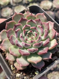 新品沙罗姬贵货高档多肉植物实物拍摄容易养防辐射 满29.99包邮