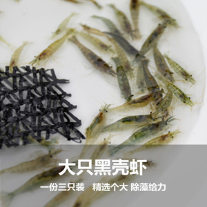 只黑壳虾鱼缸水族工具虾除藻虾乌龟饲料清洁虾观赏虾2-3cm价格0613