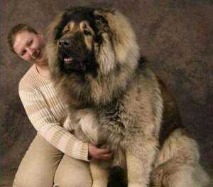 高加索幼犬巨型纯种高加索犬熊版赛级宠物杜宾罗威纳杜高卡斯罗犬