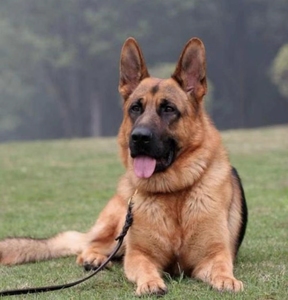 德牧幼犬纯种赛级血统德国牧羊犬警犬狼狗瑞士白红狮东德牧羊犬