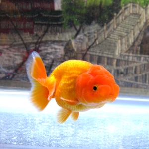 红寿红色兰寿金鱼活体宠物鱼风水鱼冷水鱼观赏鱼淡水鱼练手易养活