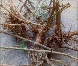 广东农家现挖新鲜含羞草根带皮 菜根 红骨茎含羞草头包纯根
