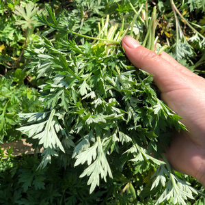 农村野生新鲜艾草嫩叶糍粑清明草嫩芽现摘现发艾青青团材料1000g