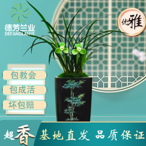 兰花 兰花苗春兰老品种 宋梅浓香花卉绿植物盆栽室内阳台庭院好养