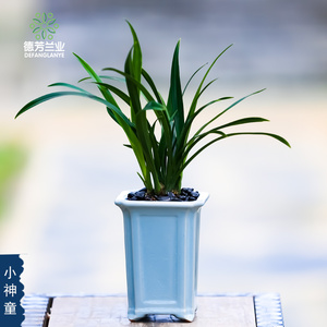 德芳兰业兰花苗建兰墨兰蕙兰小神童盆栽直销带花苞十大名贵兰花