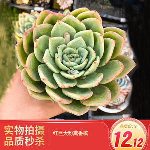 绿香槟多肉