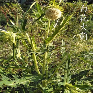 大蓟中药500g