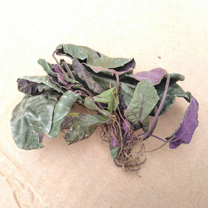 贵州野生血盆草反翻背红蛤蟆草罗汉草红客麻叶中药全草干50g包邮