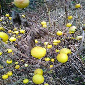 新鲜刺天茄苦颠茄根中药材现采黄果茄野刺茄头根新货250g包邮可订