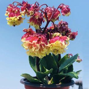 七彩宫灯长寿花