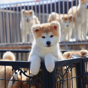 纯种秋田犬幼犬活体日本忠犬八公小柴犬幼犬宠物狗狗豆柴活体幼崽