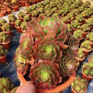 法师系列多肉植物黄锦万圣节黄万锦绿植花卉园艺盆栽组合套餐好养