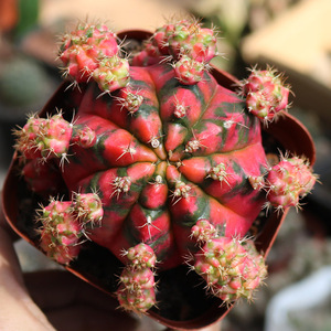 光辉牡丹锦仙人球彩色自然锦稀有萌球植物室内好养小盆栽