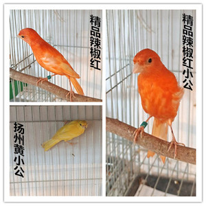 【辣椒红玉鸟】辣椒红玉鸟品牌,价格 - 阿里巴巴