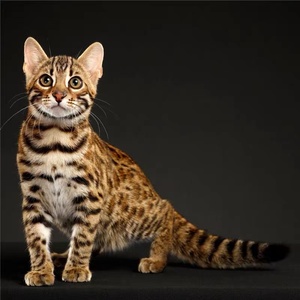 北京猫舍豹猫纯种血统孟加拉猫黄金豹活体宠物银豹雪豹幼猫豹纹猫