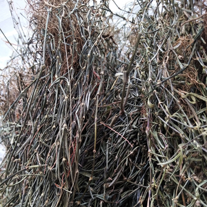 大瑶山纤花耳草中药材四方梗粗叶非白花蛇舌草晒干货天然凉茶原料