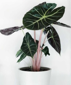 粉龙海芋alocasia pink dragon网红绿植盆栽ins风观叶