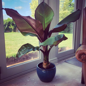 象腿蕉园艺世界萌叔同款红叶象足香蕉进口网红ins绿植香蕉盆栽