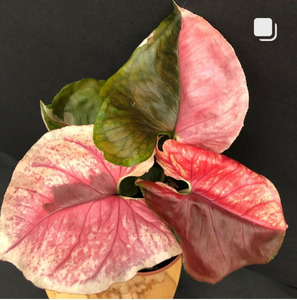 草莓冰圣诞合果芋 syngonium christmas 进口绿植盆栽