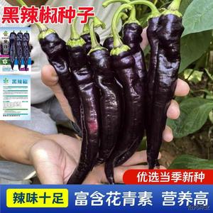 黑辣椒种子营养丰富紫色美人辣椒种籽香辣高产四季春秋盆栽蔬菜孑