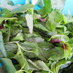 农家新鲜野菜野苋菜 现摘现发新鲜蔬菜500克 京津冀满88包邮