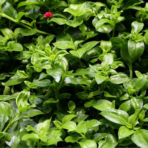 穿心莲500g 北京农家自种新鲜蔬菜现摘现发 京津冀满88包邮