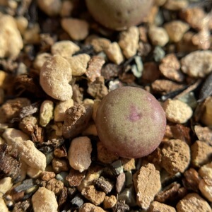 【12-21】肉锥野生小红嘴野嘴多肉植物一物一拍72