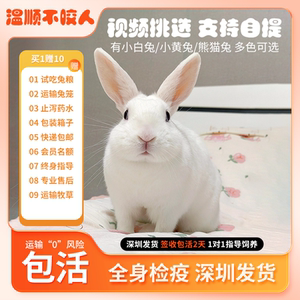 兔子活物肉兔熊猫兔黄色兔宠物家兔巨兔公母月月兔食用活体小兔子