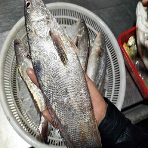 舟山东海深海野生米鱼鮸鱼新鲜真空急冻6-8两一条3斤江浙沪皖包邮