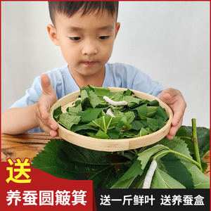 1-5龄蚕宝宝活体学生养蚕套装巨型5龄送新鲜桑叶白色家蚕爬虫宠物