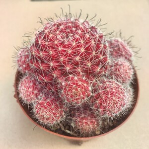 红娜丸仙人球掌多肉乳突球属开花桌面植物花卉 自根易群生阳台