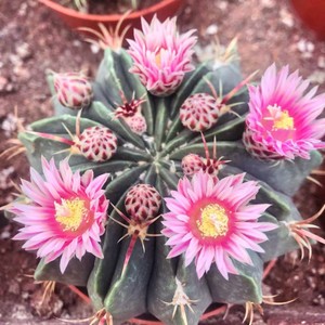 开花仙人球赤城复色花开花美观室内阳台防辐射吸甲醛绿植多肉植物