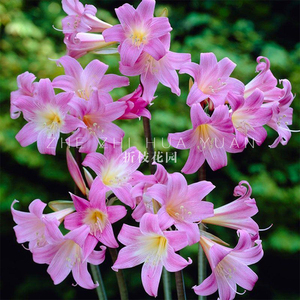 现货 折枝花园 南非真孤挺花 belladonna 开花大球周长20/22厘米