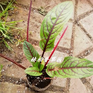 红脉酸膜种苗沙拉蔬菜种子西餐摆盘装饰新鲜酸模叶红丝酸模盆栽苗