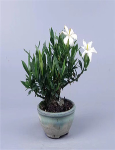 清誉栀子花