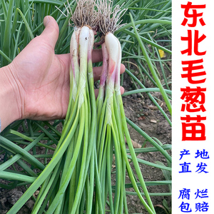 新鲜毛葱苗 东北火葱苗鬼葱农家时令蘸酱菜现挖即食微辣包邮
