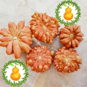 文玩畸形异形白菜百财异形观赏墨西哥南瓜飞碟疙瘩葫芦形态各异