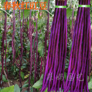 春秋红豆角种子紫红长豇豆阳台盆栽大田庭院高产四季播蔬菜种籽孑