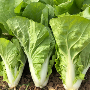 四季快菜种子28天收小白菜青菜种籽春秋冬夏易播盆栽庭院蔬菜种孑