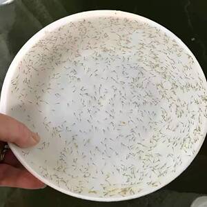 【马驹子鱼】马驹子鱼品牌,价格 - 阿里巴巴