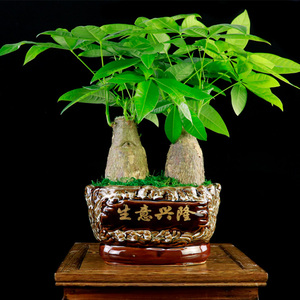 90吉邢家居专营店天猫发财树原生苗发财树树桩招财树盆栽多年生树头