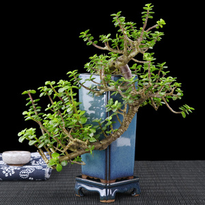 悬崖式老桩金枝玉叶小盆景多肉植物雅乐之舞室内花卉绿植盆栽送礼