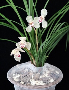 包邮云南名品 兰花苗 莲瓣兰【荡山荷】浓香绿植花卉园艺盆景