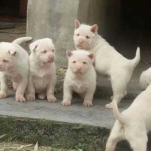 【下司犬纯种贵州】下司犬纯种贵州品牌,价格 - 阿里巴巴